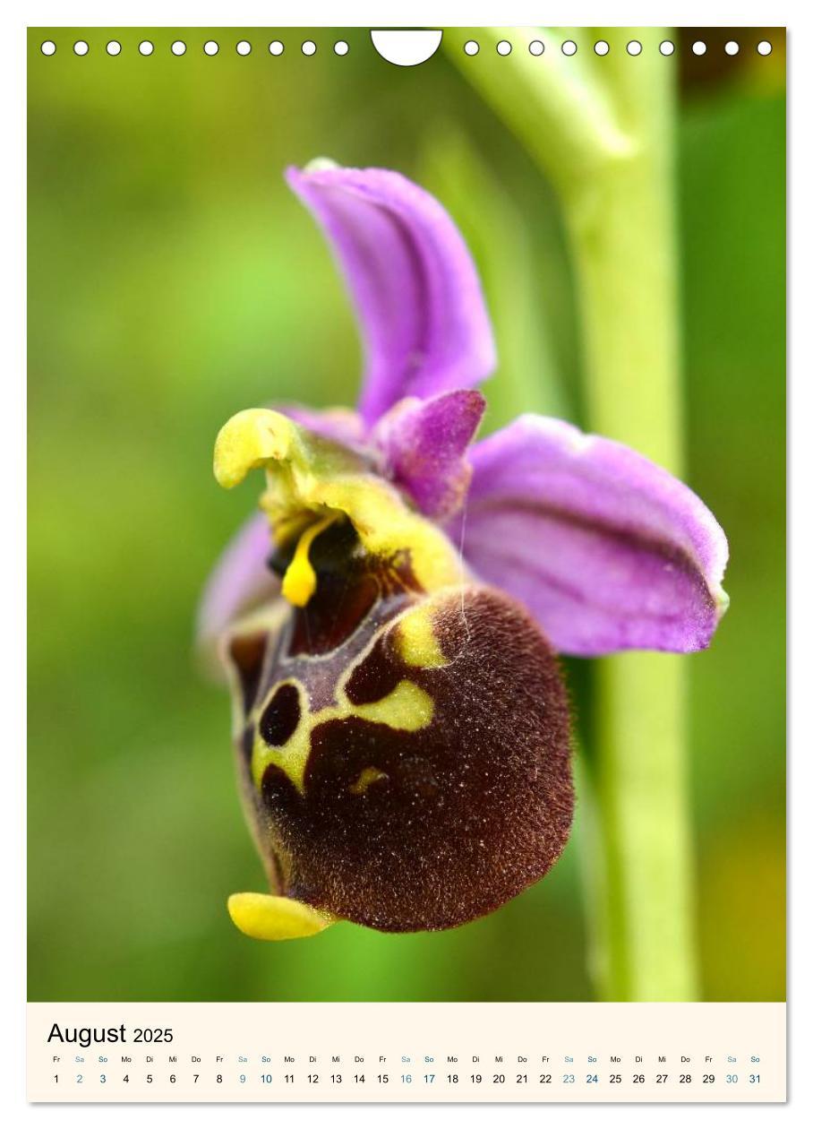 Bild: 9783457086605 | Einheimische Orchideen (Wandkalender 2025 DIN A4 hoch), CALVENDO...