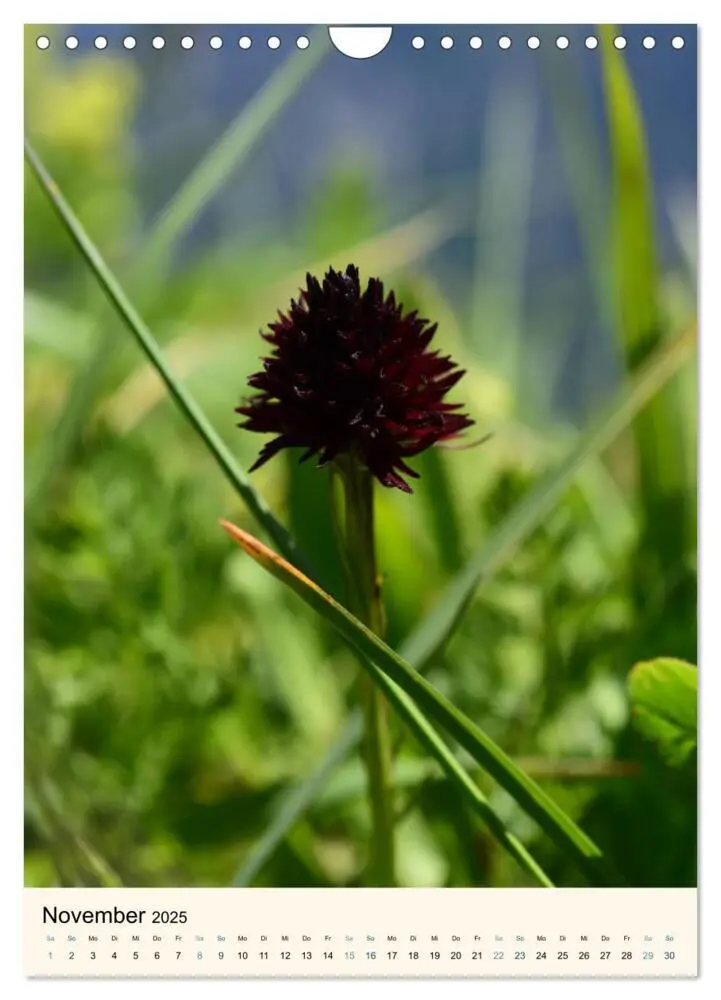 Bild: 9783457086605 | Einheimische Orchideen (Wandkalender 2025 DIN A4 hoch), CALVENDO...