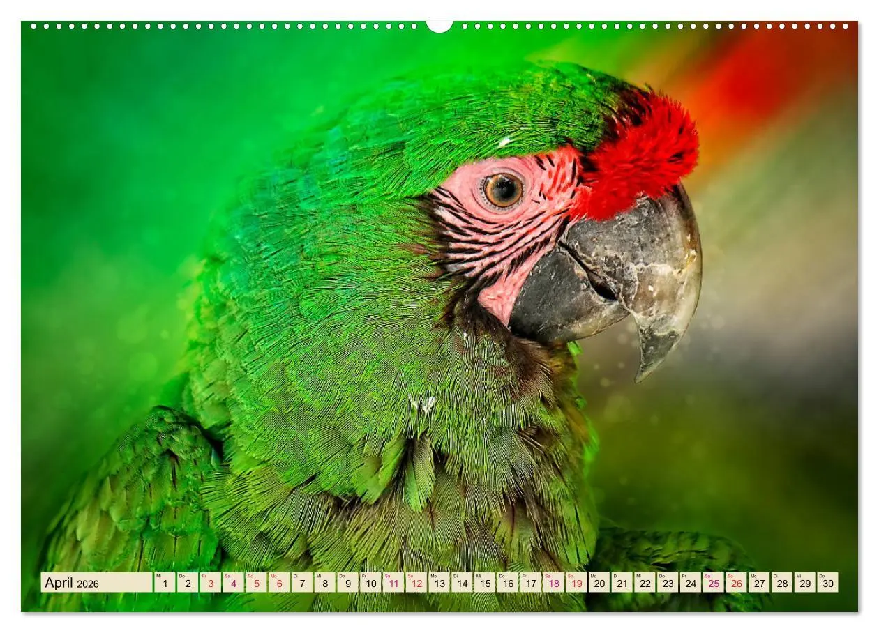 Bild: 9783457846605 | Mein bunter Papagei (Wandkalender 2026 DIN A2 quer), CALVENDO...