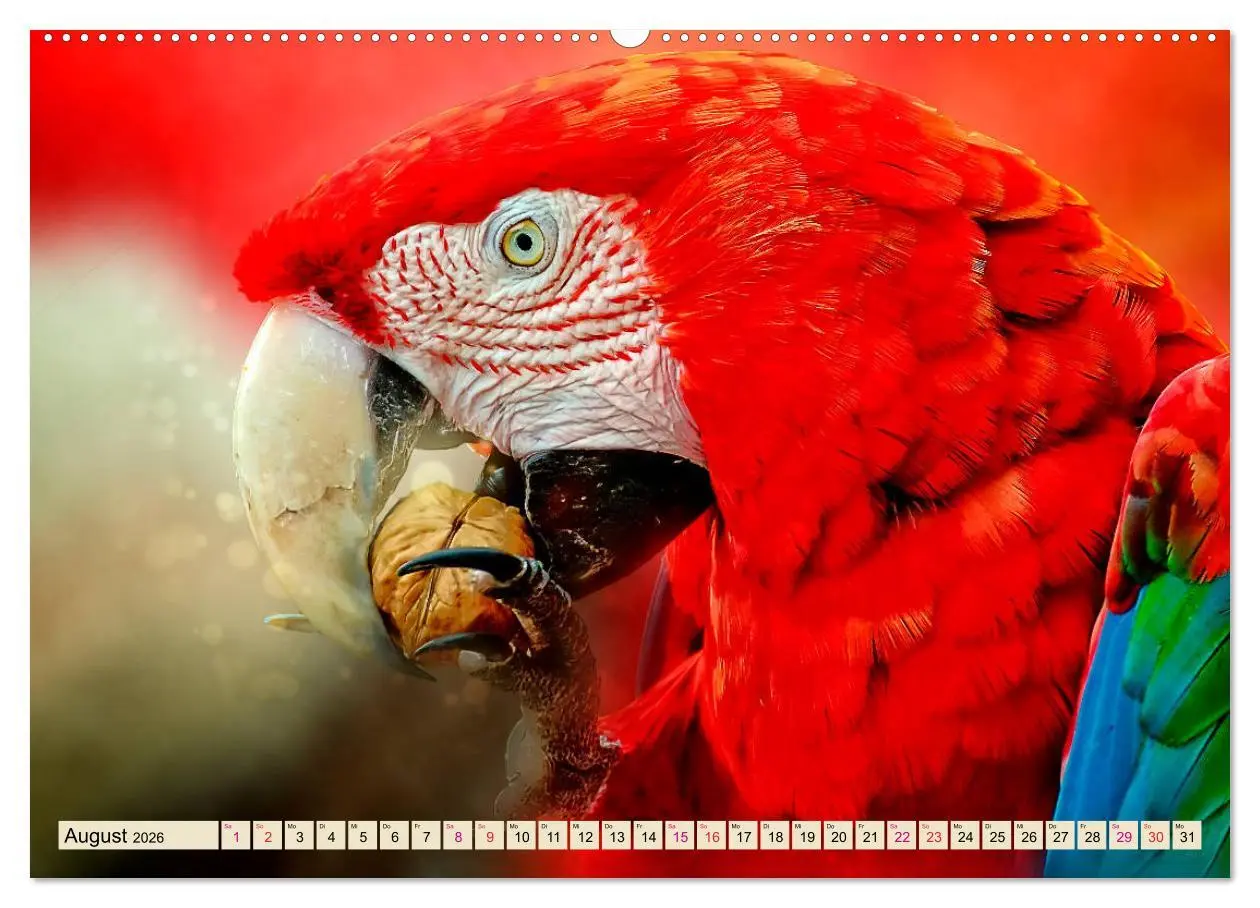 Bild: 9783457846605 | Mein bunter Papagei (Wandkalender 2026 DIN A2 quer), CALVENDO...