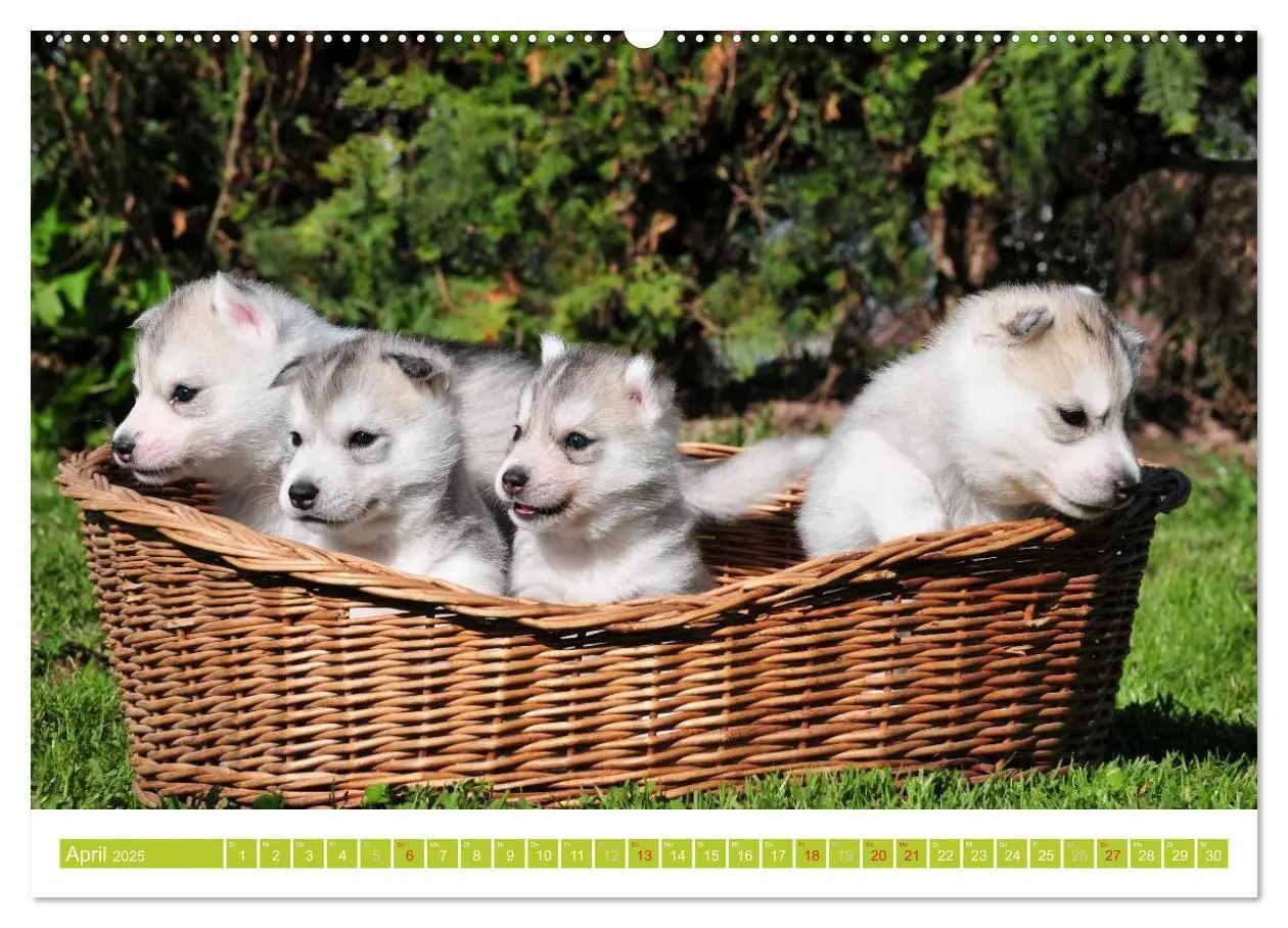 Bild: 9783435746705 | Siberian Husky - der Urtyp (hochwertiger Premium Wandkalender 2025...