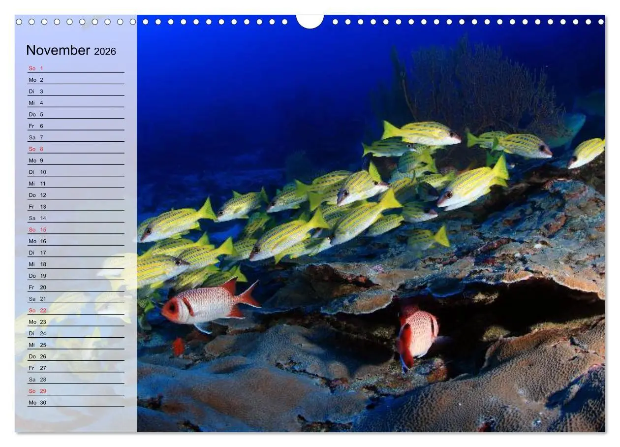 Bild: 9783457996805 | Paradiese im ewigen Blau. Die bunte Unterwasserwelt (Wandkalender...