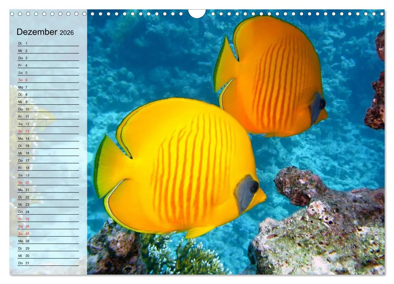 Bild: 9783457996805 | Paradiese im ewigen Blau. Die bunte Unterwasserwelt (Wandkalender...