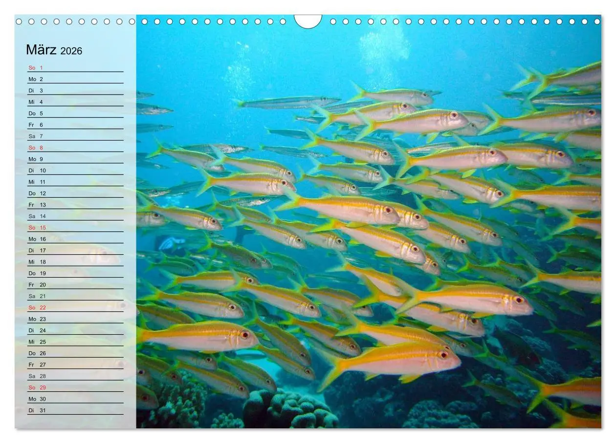 Bild: 9783457996805 | Paradiese im ewigen Blau. Die bunte Unterwasserwelt (Wandkalender...