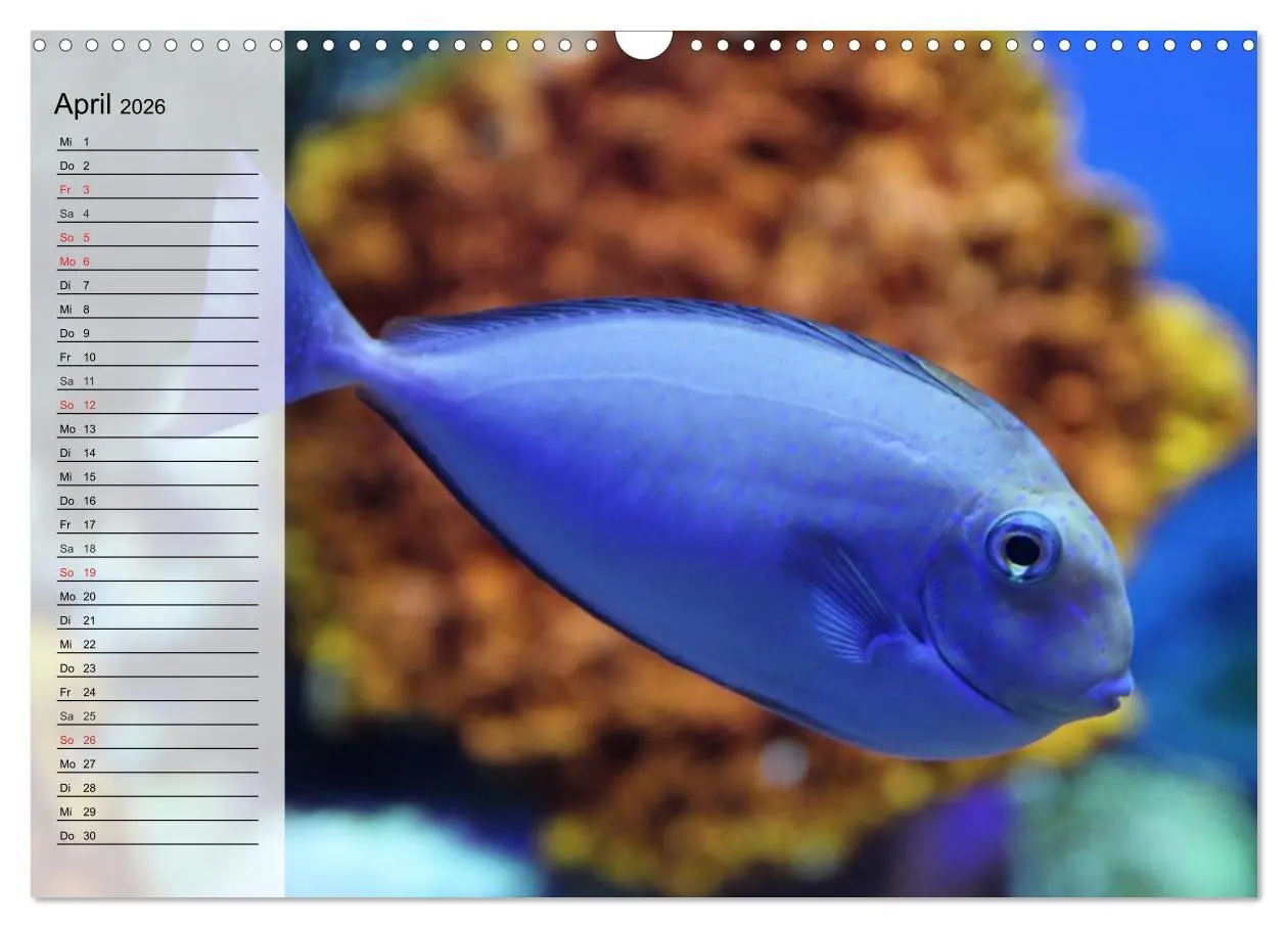 Bild: 9783457996805 | Paradiese im ewigen Blau. Die bunte Unterwasserwelt (Wandkalender...