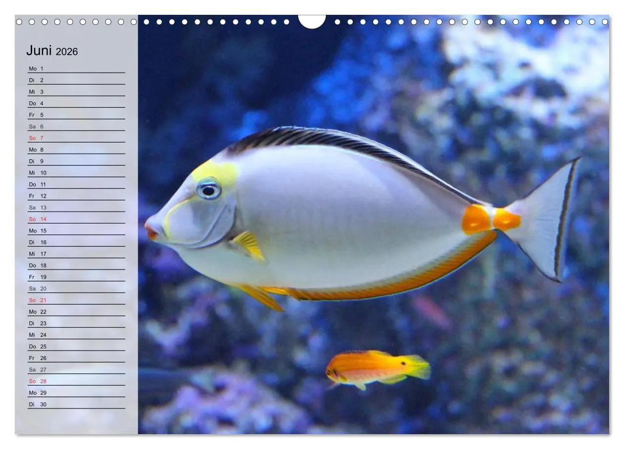 Bild: 9783457996805 | Paradiese im ewigen Blau. Die bunte Unterwasserwelt (Wandkalender...