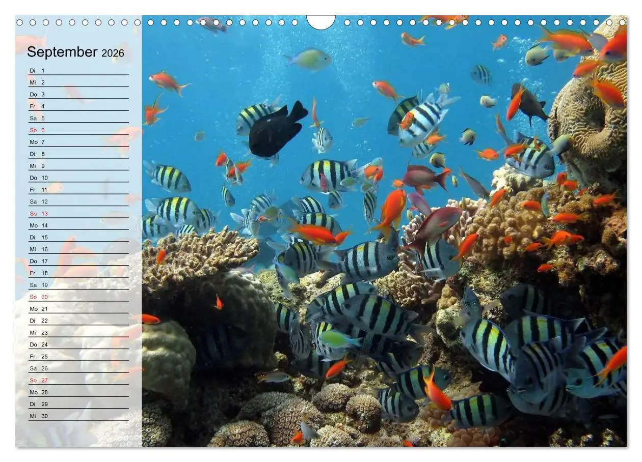 Bild: 9783457996805 | Paradiese im ewigen Blau. Die bunte Unterwasserwelt (Wandkalender...