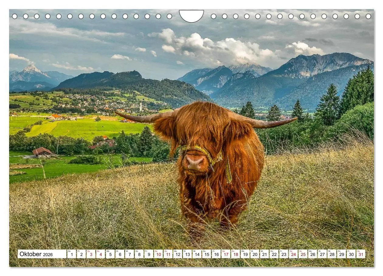 Bild: 9783516696905 | Kuhle Typen (Wandkalender 2026 DIN A4 quer), CALVENDO Monatskalender