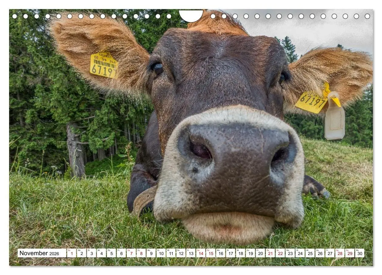 Bild: 9783516696905 | Kuhle Typen (Wandkalender 2026 DIN A4 quer), CALVENDO Monatskalender