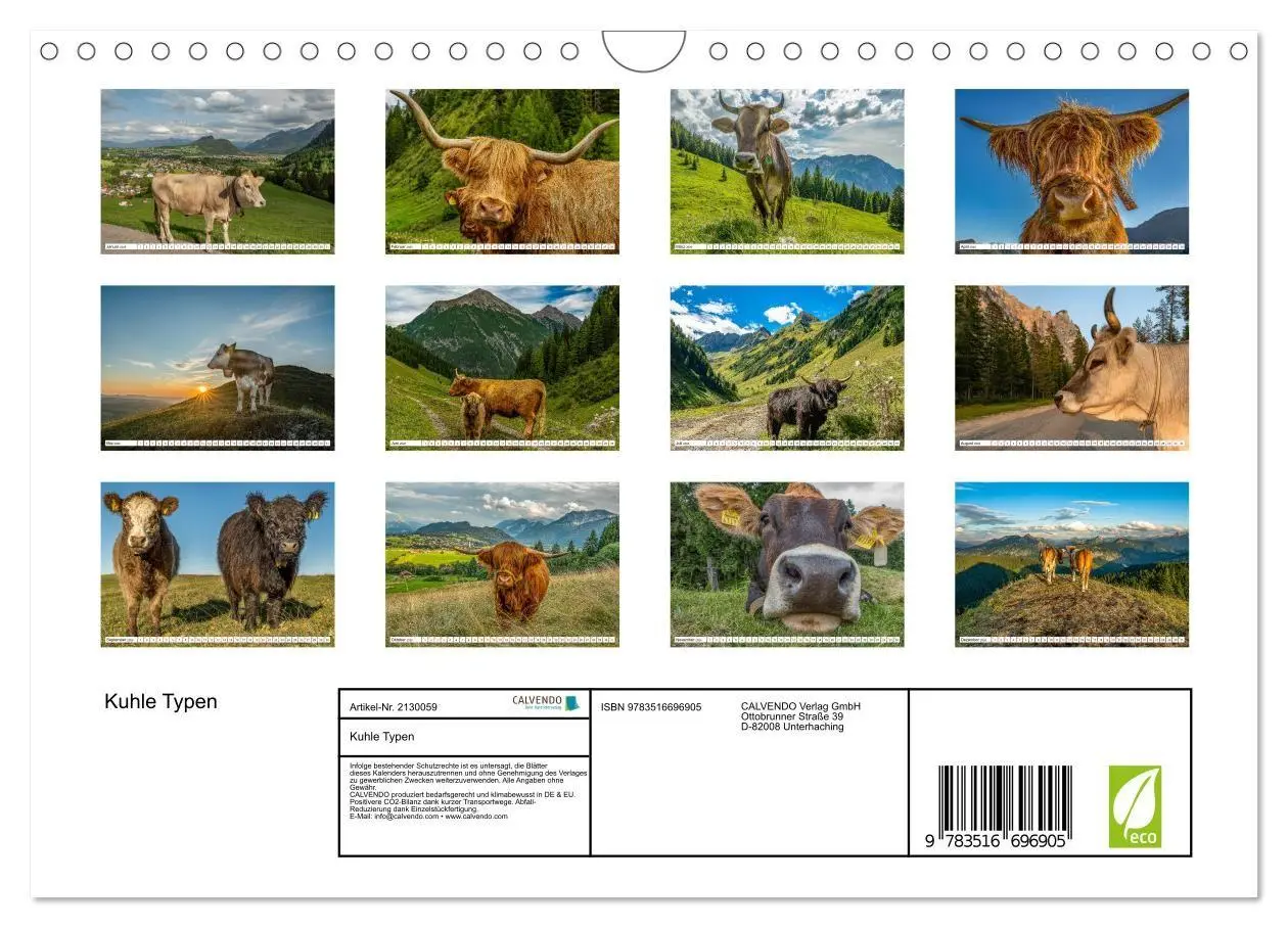 Bild: 9783516696905 | Kuhle Typen (Wandkalender 2026 DIN A4 quer), CALVENDO Monatskalender