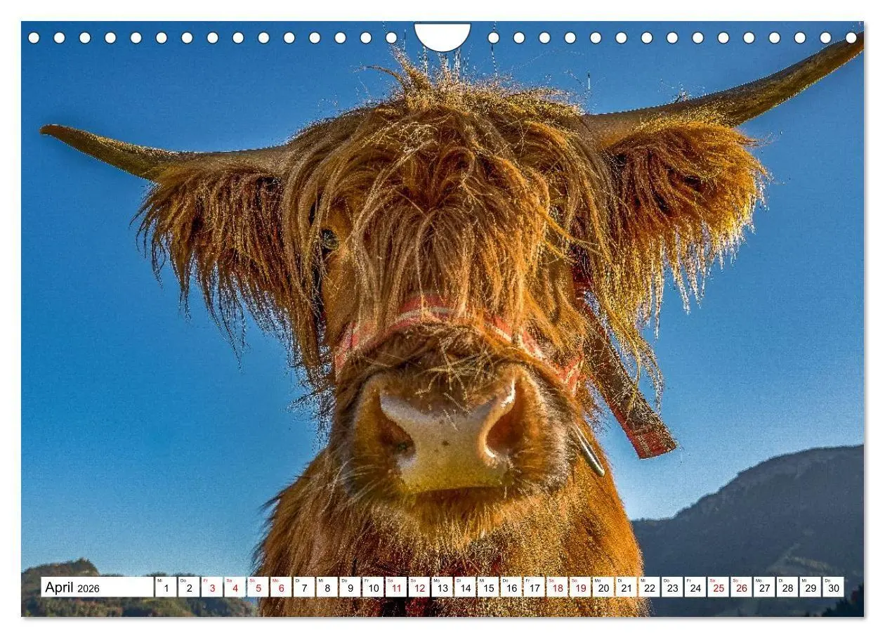 Bild: 9783516696905 | Kuhle Typen (Wandkalender 2026 DIN A4 quer), CALVENDO Monatskalender