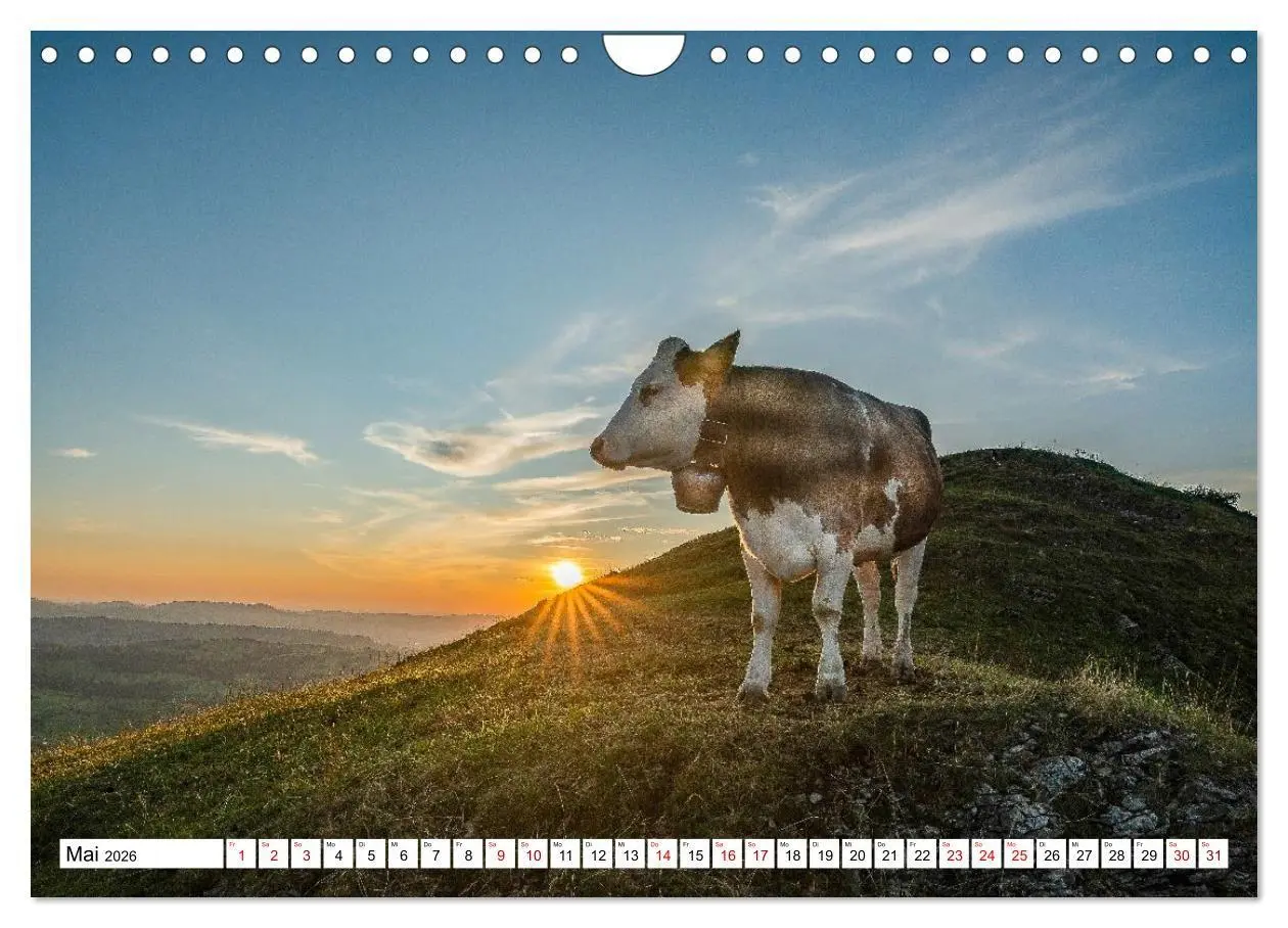 Bild: 9783516696905 | Kuhle Typen (Wandkalender 2026 DIN A4 quer), CALVENDO Monatskalender