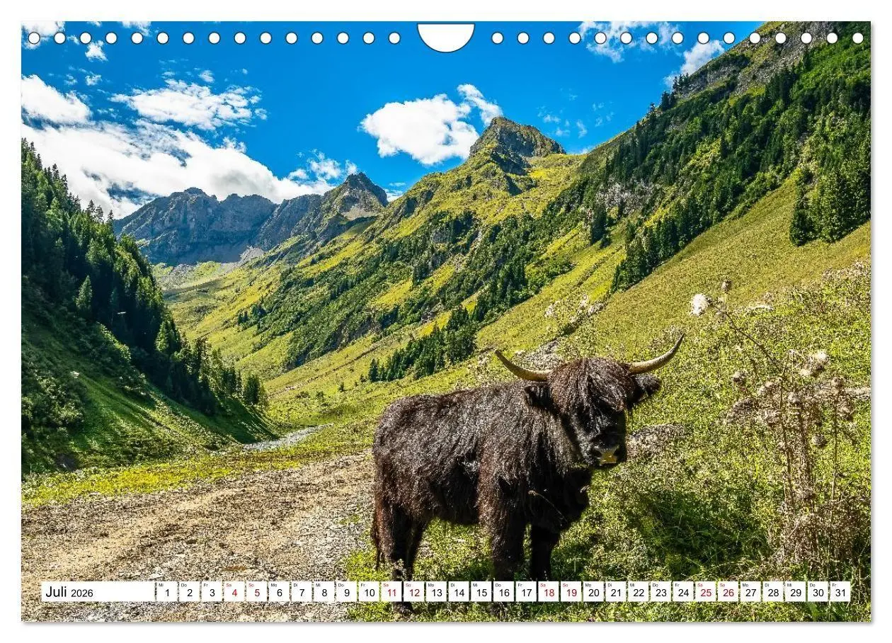 Bild: 9783516696905 | Kuhle Typen (Wandkalender 2026 DIN A4 quer), CALVENDO Monatskalender
