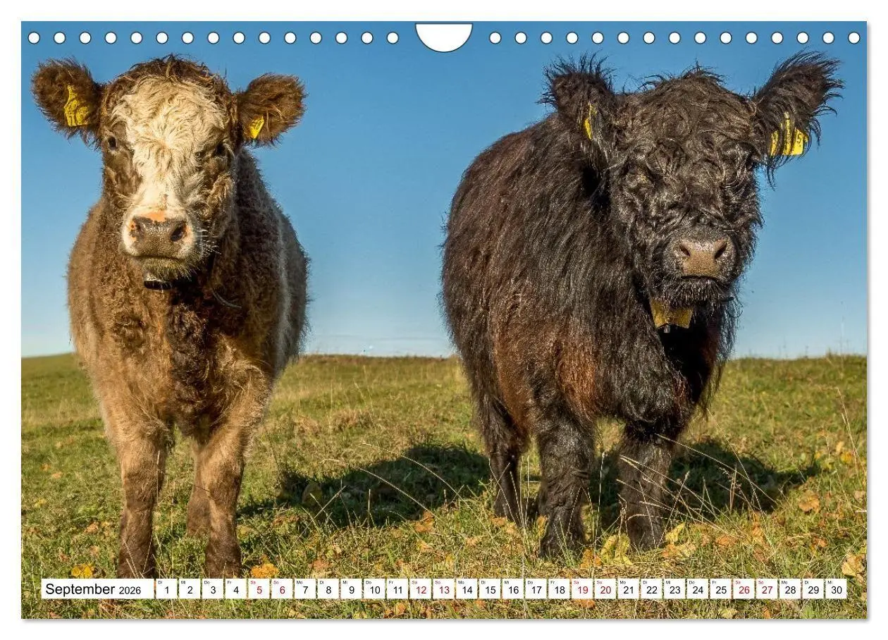 Bild: 9783516696905 | Kuhle Typen (Wandkalender 2026 DIN A4 quer), CALVENDO Monatskalender