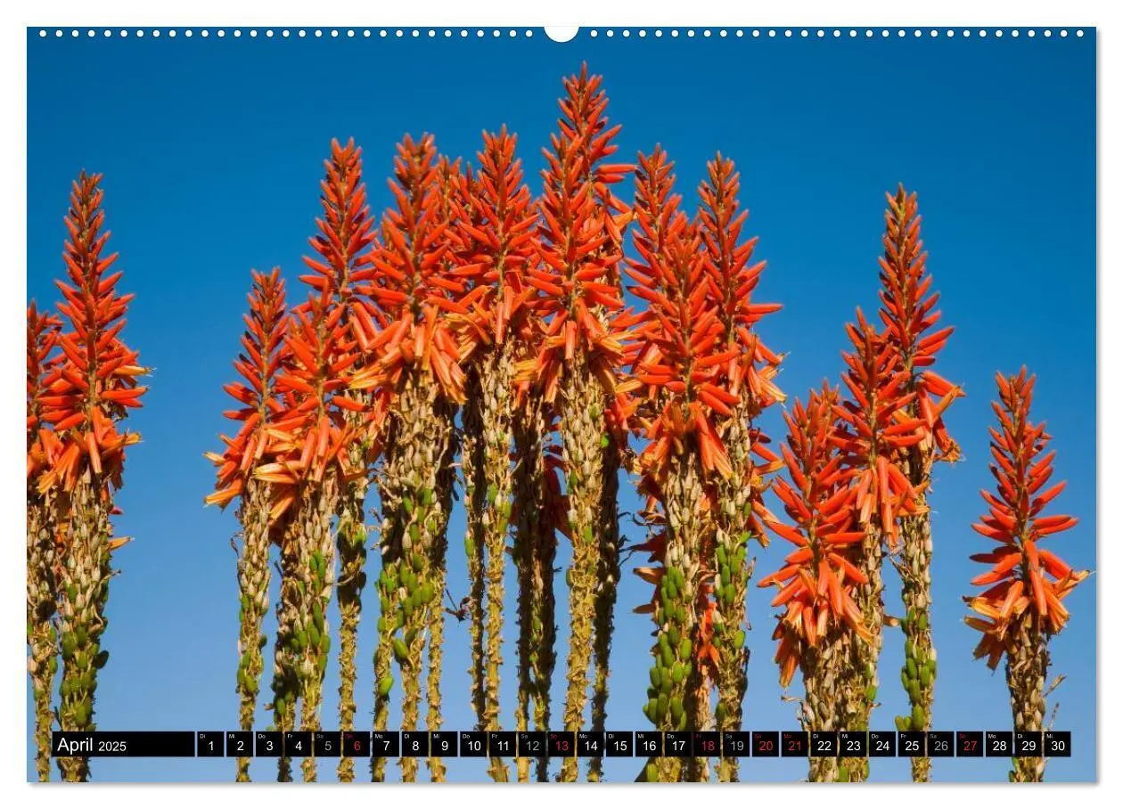 Bild: 9783435617005 | Namib Naukluft Nationalpark. NAMIBIA 2025 (Wandkalender 2025 DIN A2...