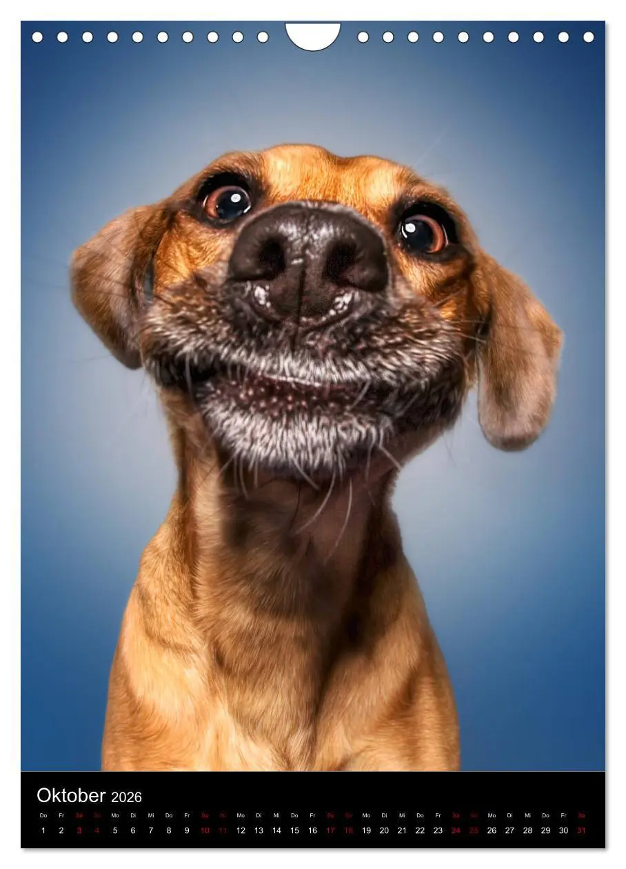 Bild: 9783516417005 | Funny Faces - Lustige Hundebilder (Wandkalender 2026 DIN A4 hoch),...