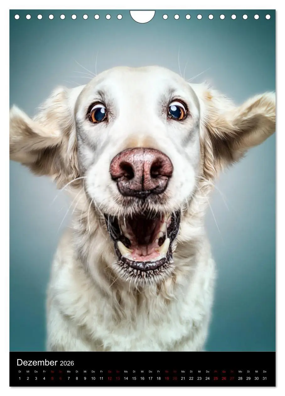 Bild: 9783516417005 | Funny Faces - Lustige Hundebilder (Wandkalender 2026 DIN A4 hoch),...