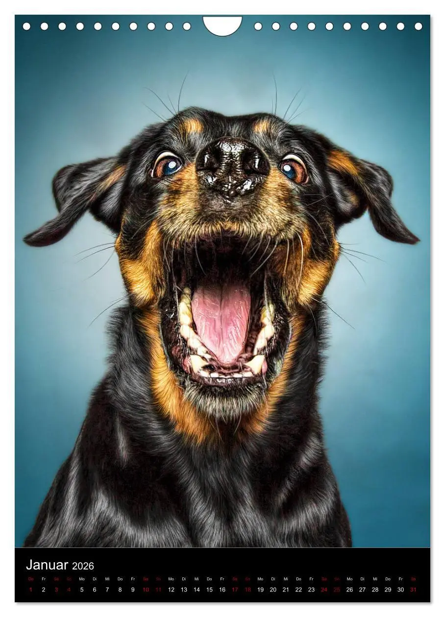 Bild: 9783516417005 | Funny Faces - Lustige Hundebilder (Wandkalender 2026 DIN A4 hoch),...