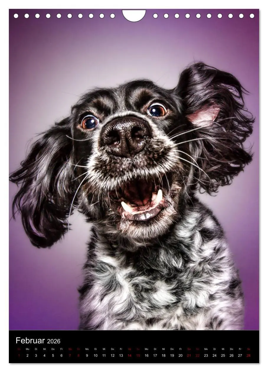 Bild: 9783516417005 | Funny Faces - Lustige Hundebilder (Wandkalender 2026 DIN A4 hoch),...