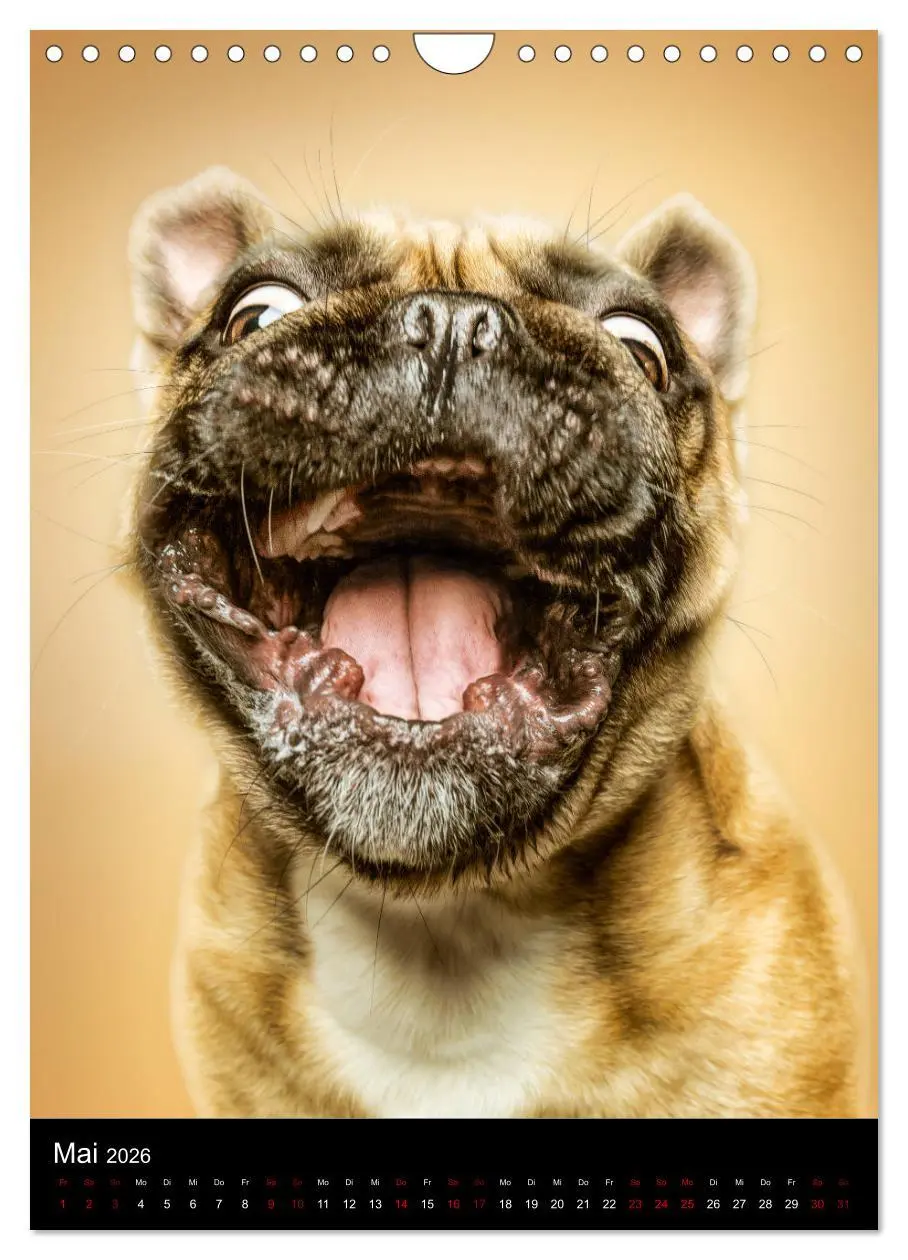 Bild: 9783516417005 | Funny Faces - Lustige Hundebilder (Wandkalender 2026 DIN A4 hoch),...