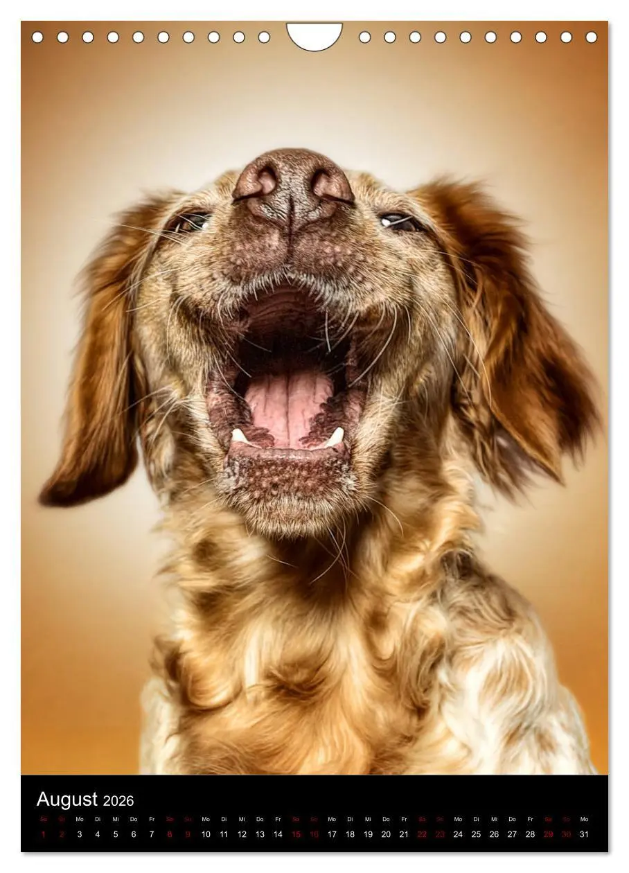 Bild: 9783516417005 | Funny Faces - Lustige Hundebilder (Wandkalender 2026 DIN A4 hoch),...