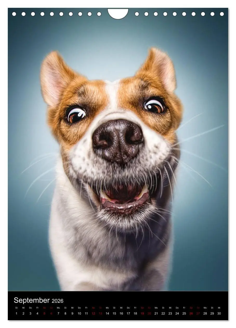 Bild: 9783516417005 | Funny Faces - Lustige Hundebilder (Wandkalender 2026 DIN A4 hoch),...