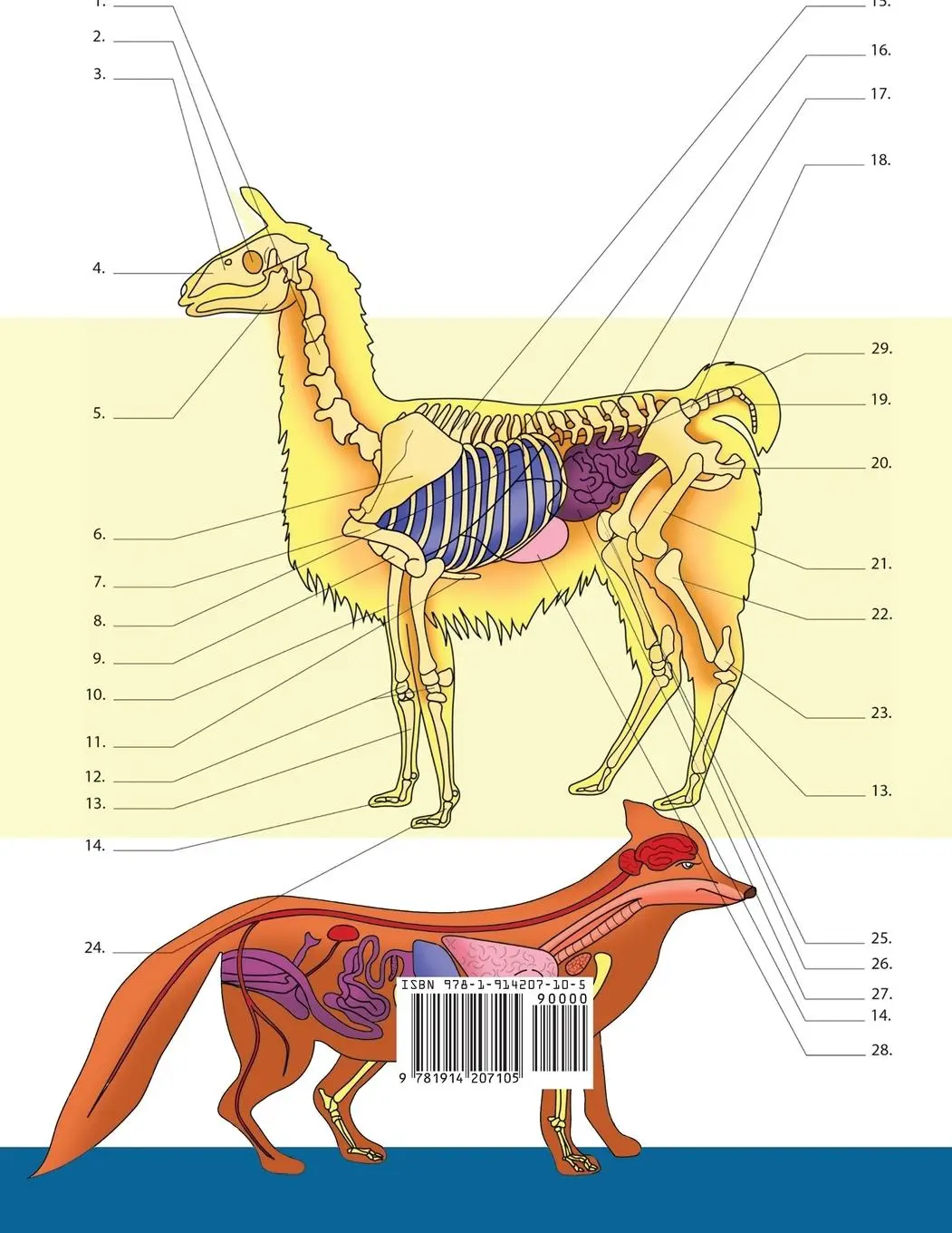 Rückseite: 9781914207105 | Veterinary &amp; Zoology Coloring Book | Anatomy Academy | Taschenbuch
