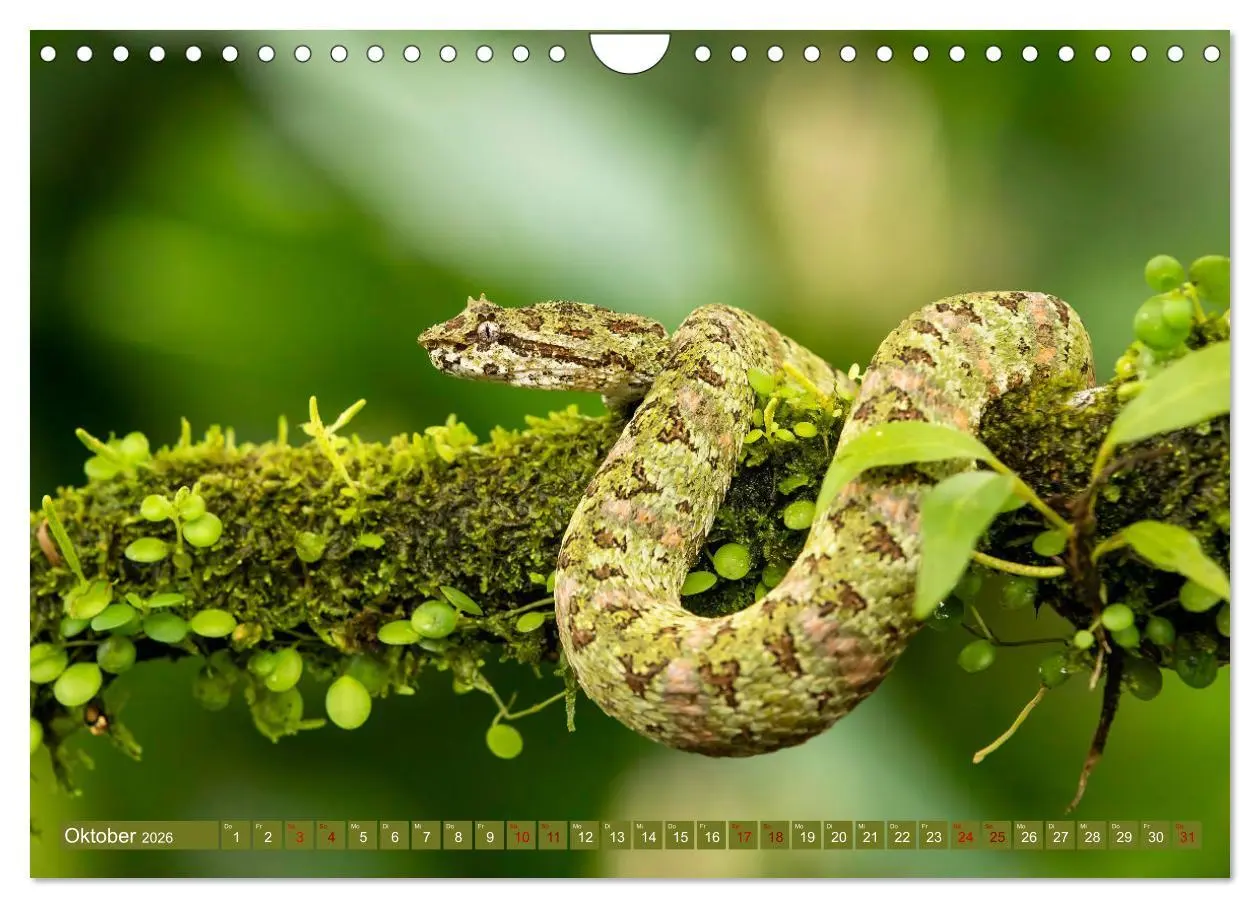 Bild: 9783457557105 | Zauberhaft Tierwelt in Costa Rica (Wandkalender 2026 DIN A4 quer),...