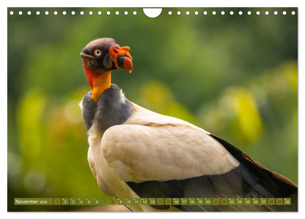 Bild: 9783457557105 | Zauberhaft Tierwelt in Costa Rica (Wandkalender 2026 DIN A4 quer),...