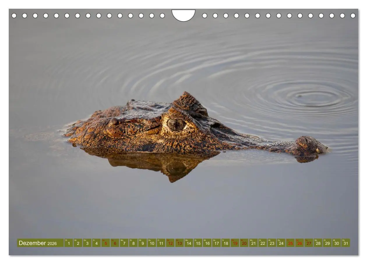 Bild: 9783457557105 | Zauberhaft Tierwelt in Costa Rica (Wandkalender 2026 DIN A4 quer),...