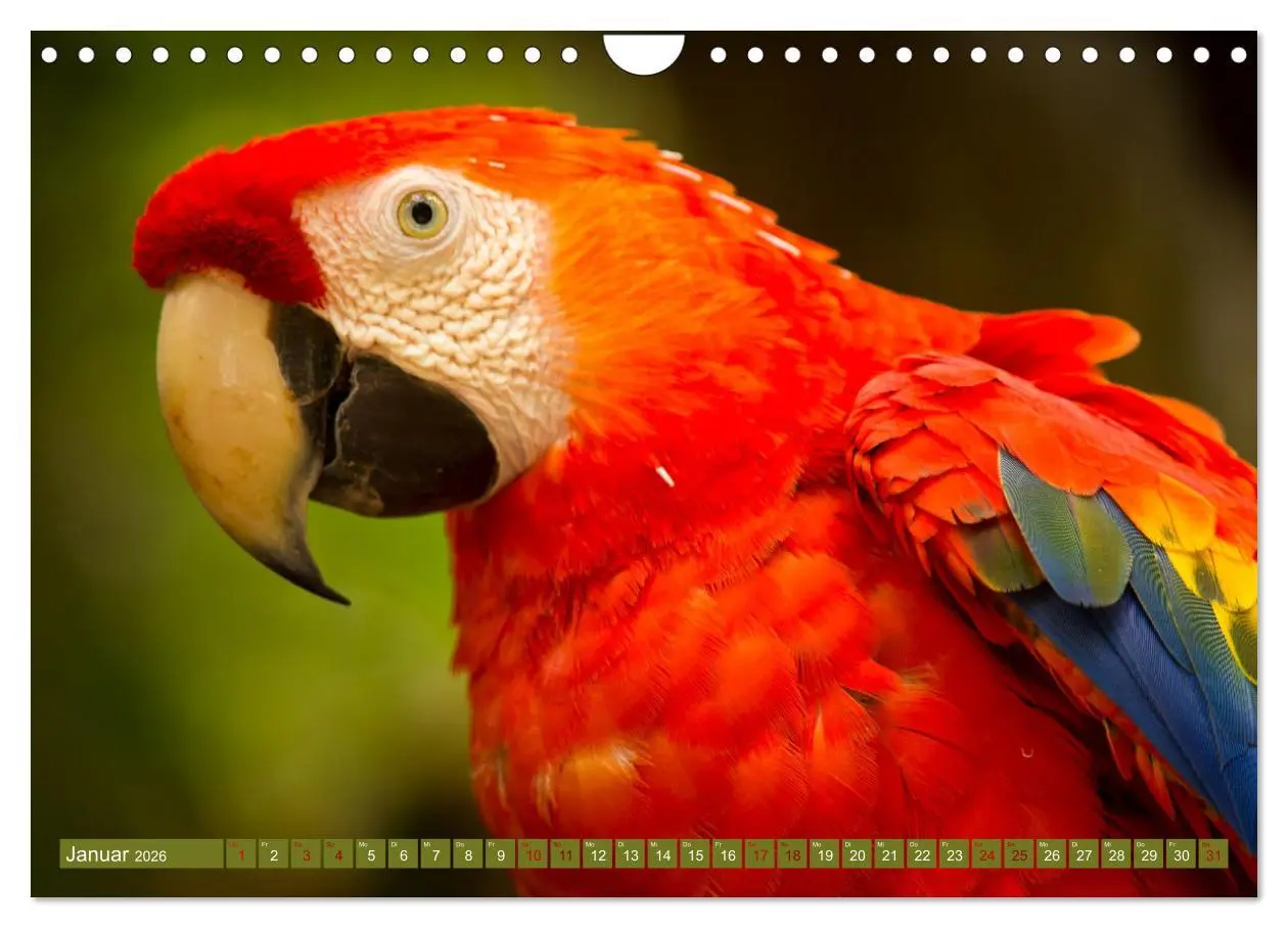Bild: 9783457557105 | Zauberhaft Tierwelt in Costa Rica (Wandkalender 2026 DIN A4 quer),...