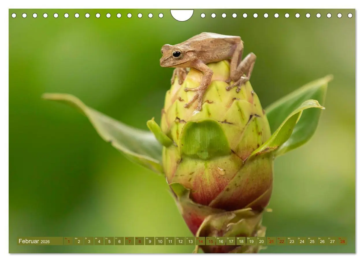 Bild: 9783457557105 | Zauberhaft Tierwelt in Costa Rica (Wandkalender 2026 DIN A4 quer),...