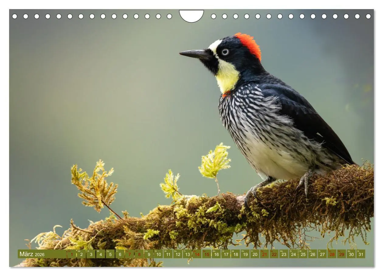 Bild: 9783457557105 | Zauberhaft Tierwelt in Costa Rica (Wandkalender 2026 DIN A4 quer),...
