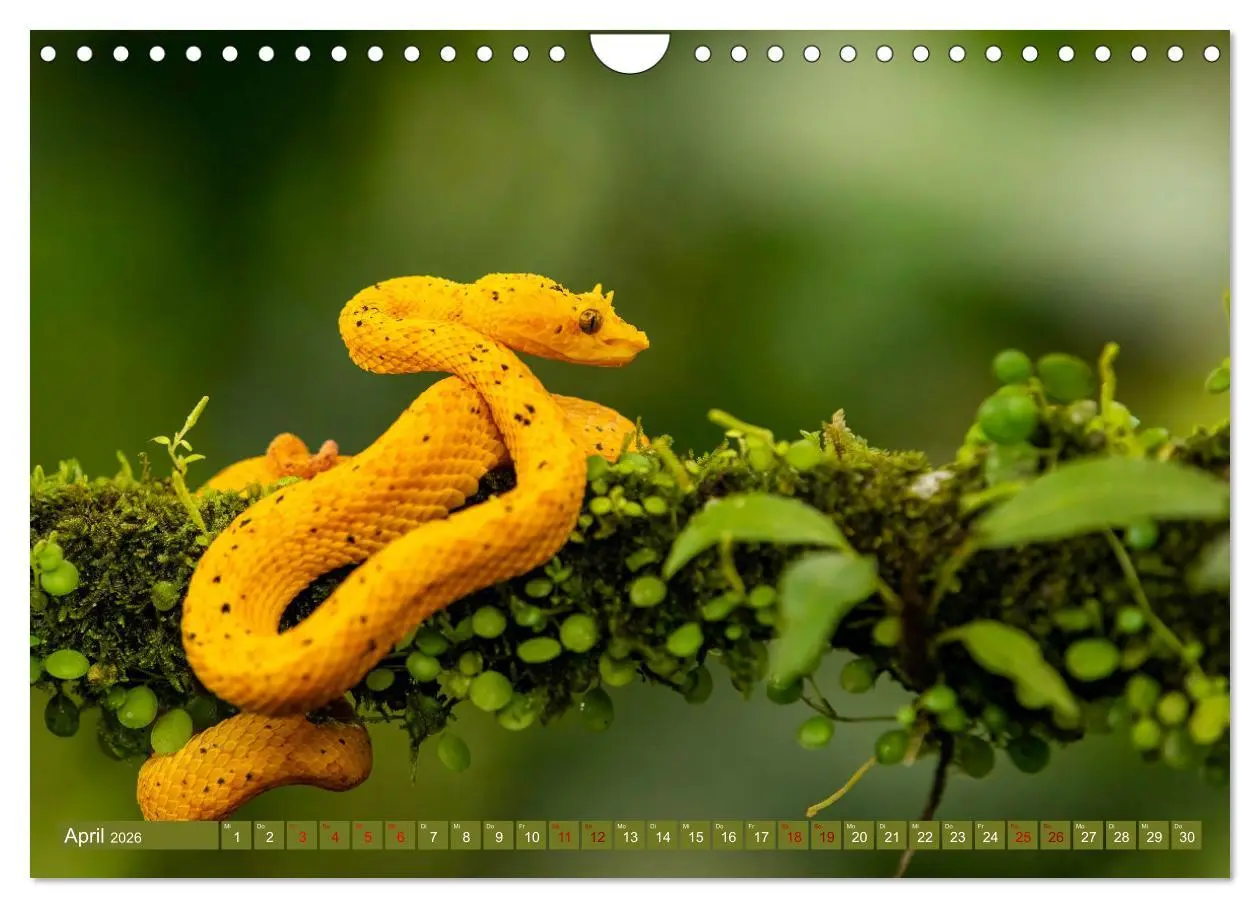 Bild: 9783457557105 | Zauberhaft Tierwelt in Costa Rica (Wandkalender 2026 DIN A4 quer),...