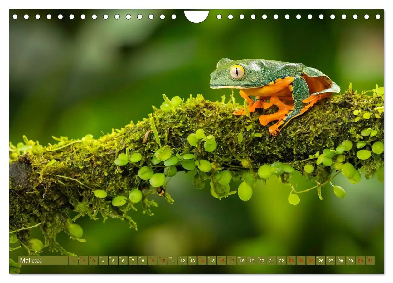 Bild: 9783457557105 | Zauberhaft Tierwelt in Costa Rica (Wandkalender 2026 DIN A4 quer),...
