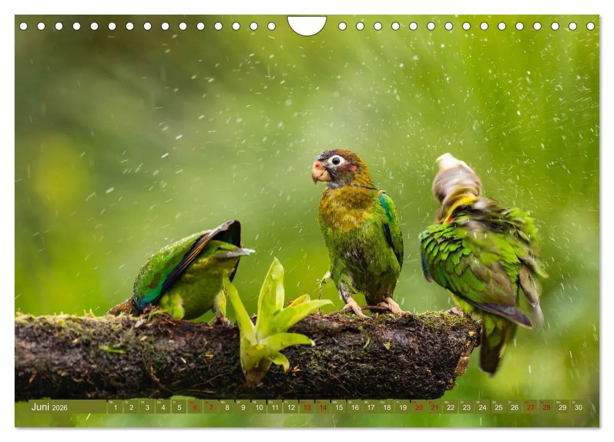 Bild: 9783457557105 | Zauberhaft Tierwelt in Costa Rica (Wandkalender 2026 DIN A4 quer),...