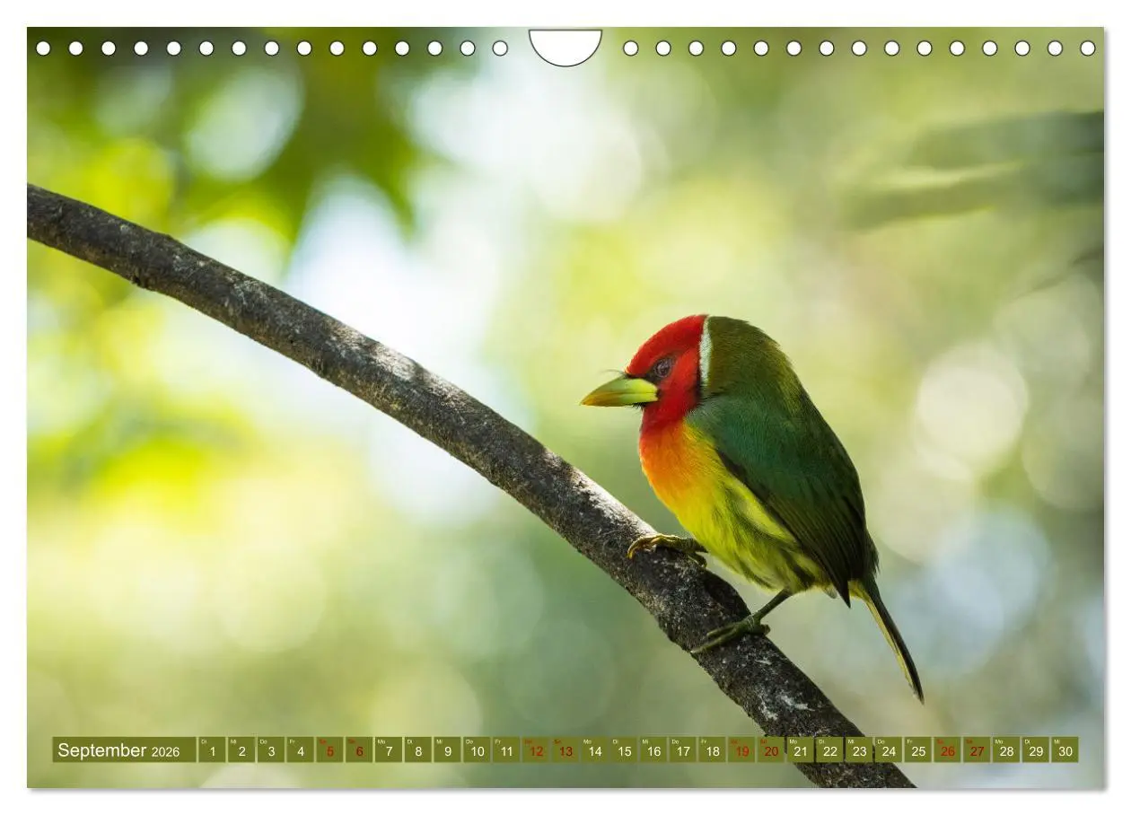 Bild: 9783457557105 | Zauberhaft Tierwelt in Costa Rica (Wandkalender 2026 DIN A4 quer),...
