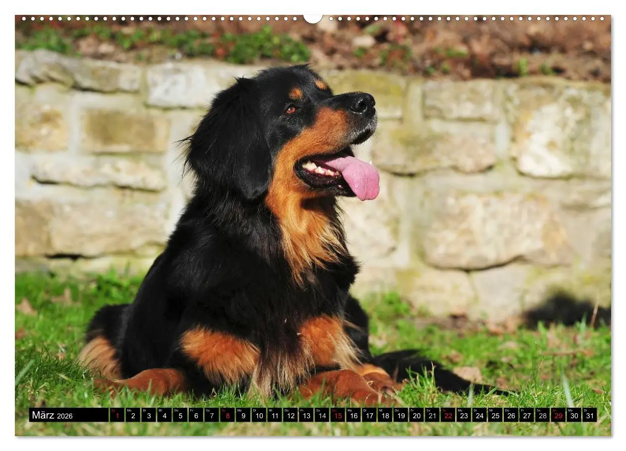 Bild: 9783516027105 | Mein bester Freund - Der Hovawart (hochwertiger Premium...