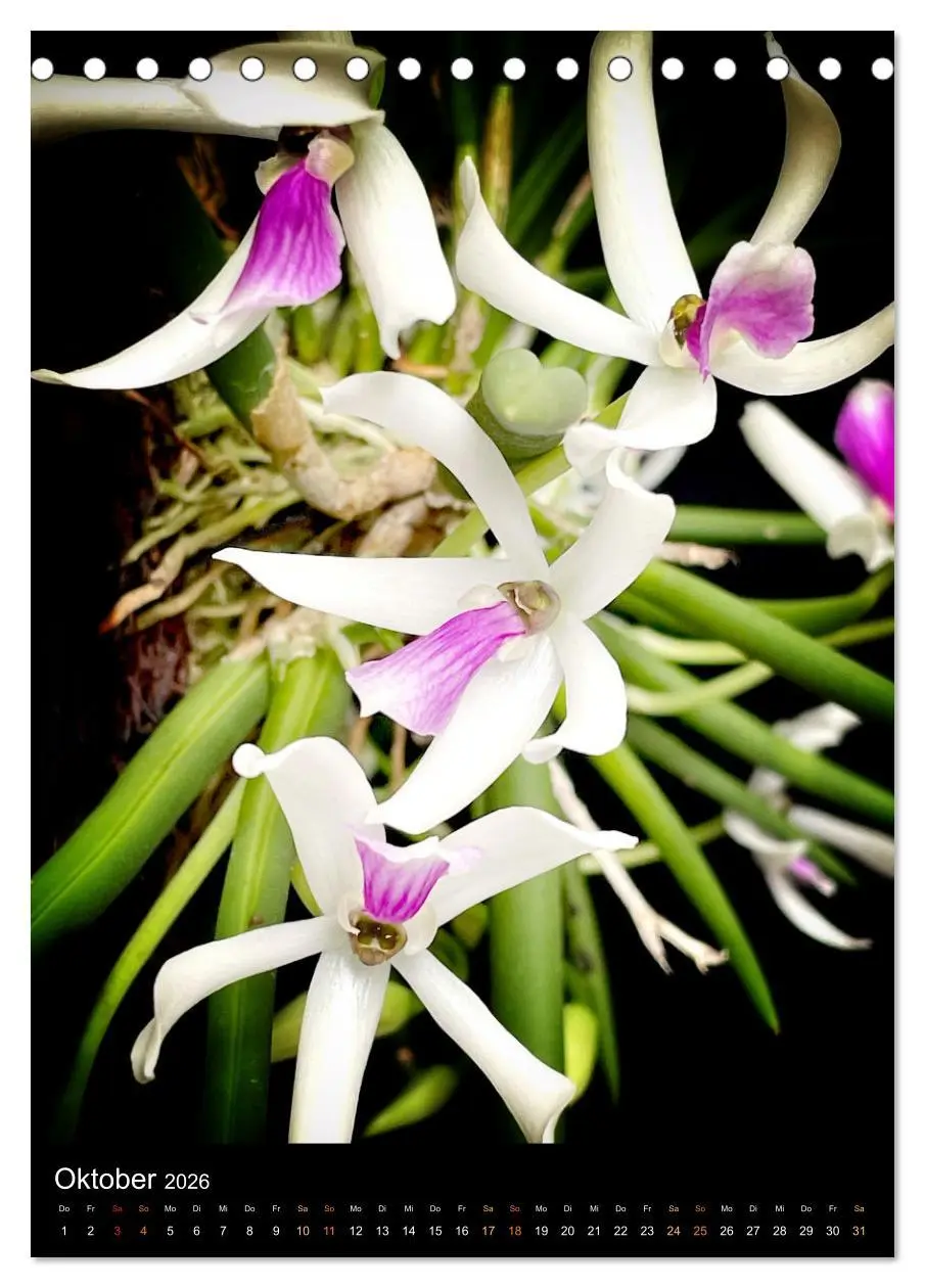 Bild: 9783516327205 | Orchideen - Exoten im Wohnzimmer (Tischkalender 2026 DIN A5 hoch),...