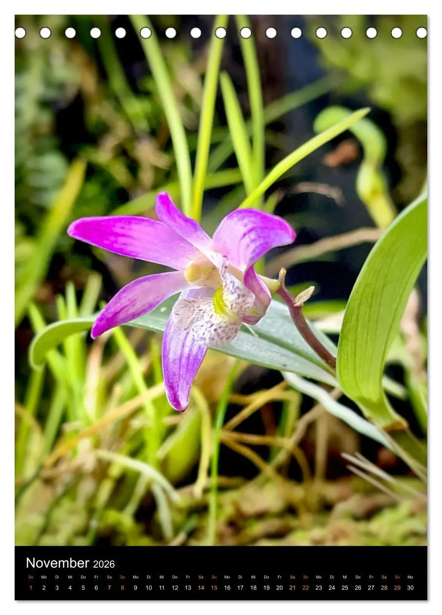 Bild: 9783516327205 | Orchideen - Exoten im Wohnzimmer (Tischkalender 2026 DIN A5 hoch),...