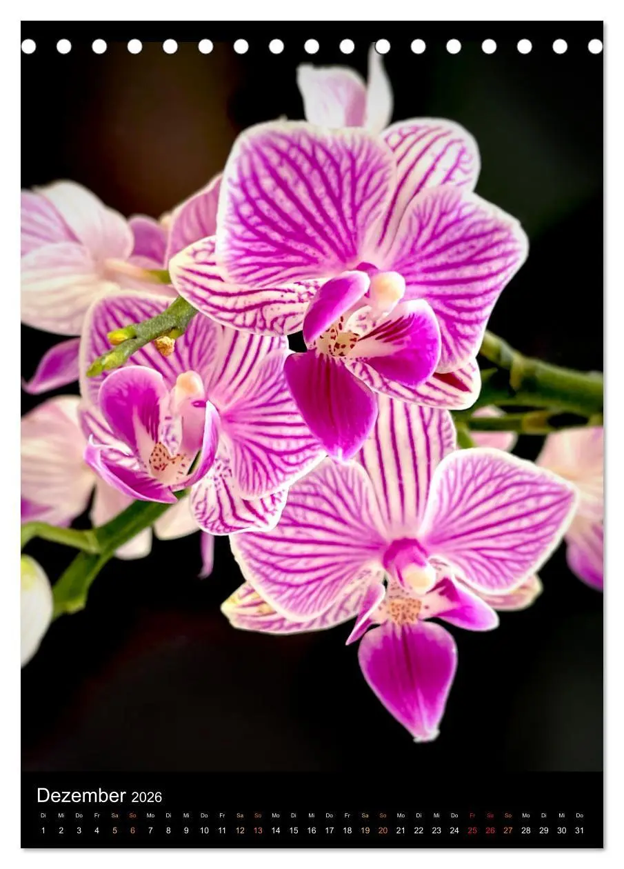 Bild: 9783516327205 | Orchideen - Exoten im Wohnzimmer (Tischkalender 2026 DIN A5 hoch),...