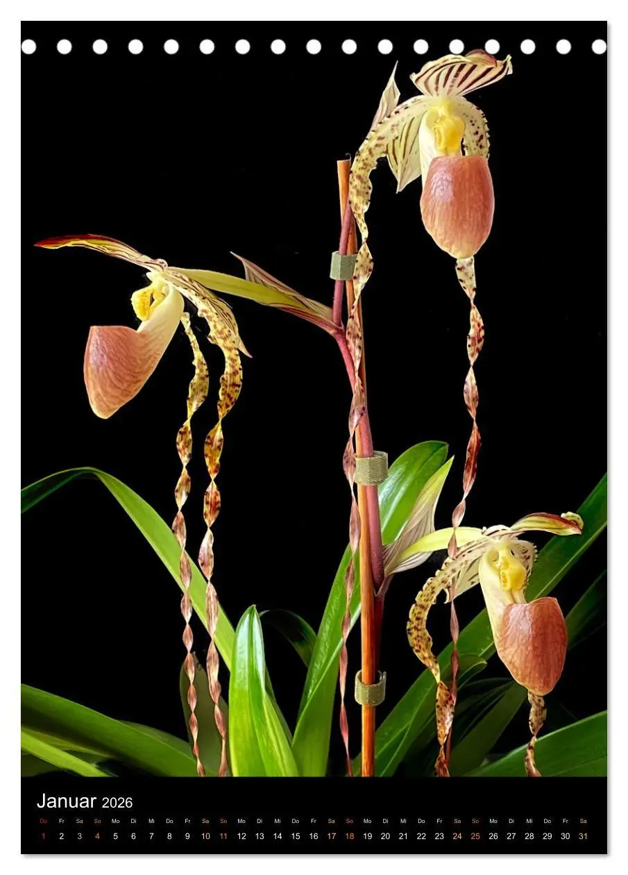 Bild: 9783516327205 | Orchideen - Exoten im Wohnzimmer (Tischkalender 2026 DIN A5 hoch),...