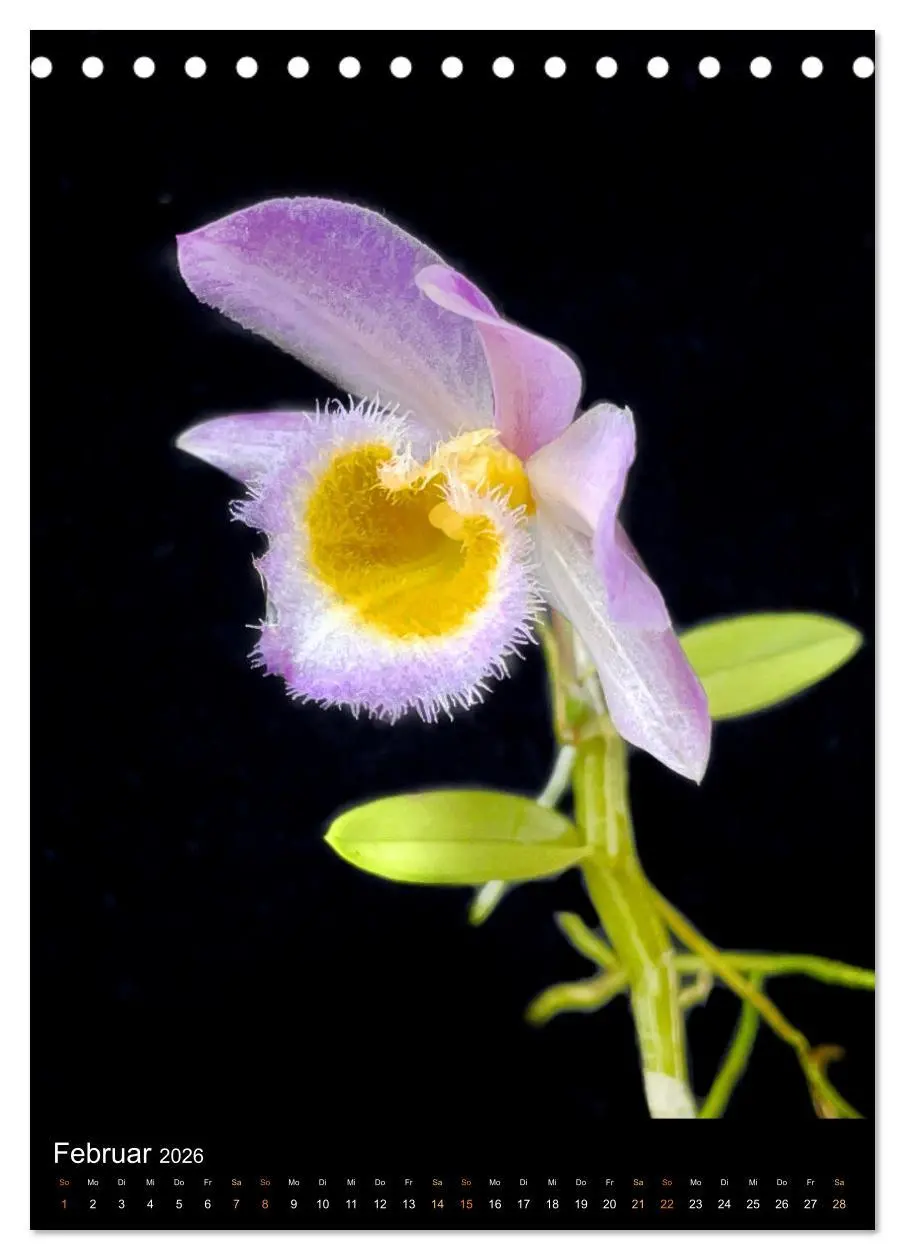 Bild: 9783516327205 | Orchideen - Exoten im Wohnzimmer (Tischkalender 2026 DIN A5 hoch),...