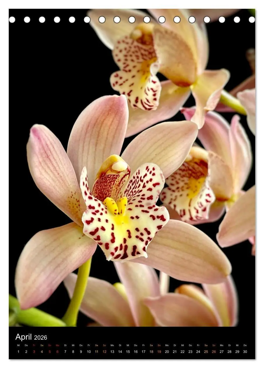 Bild: 9783516327205 | Orchideen - Exoten im Wohnzimmer (Tischkalender 2026 DIN A5 hoch),...