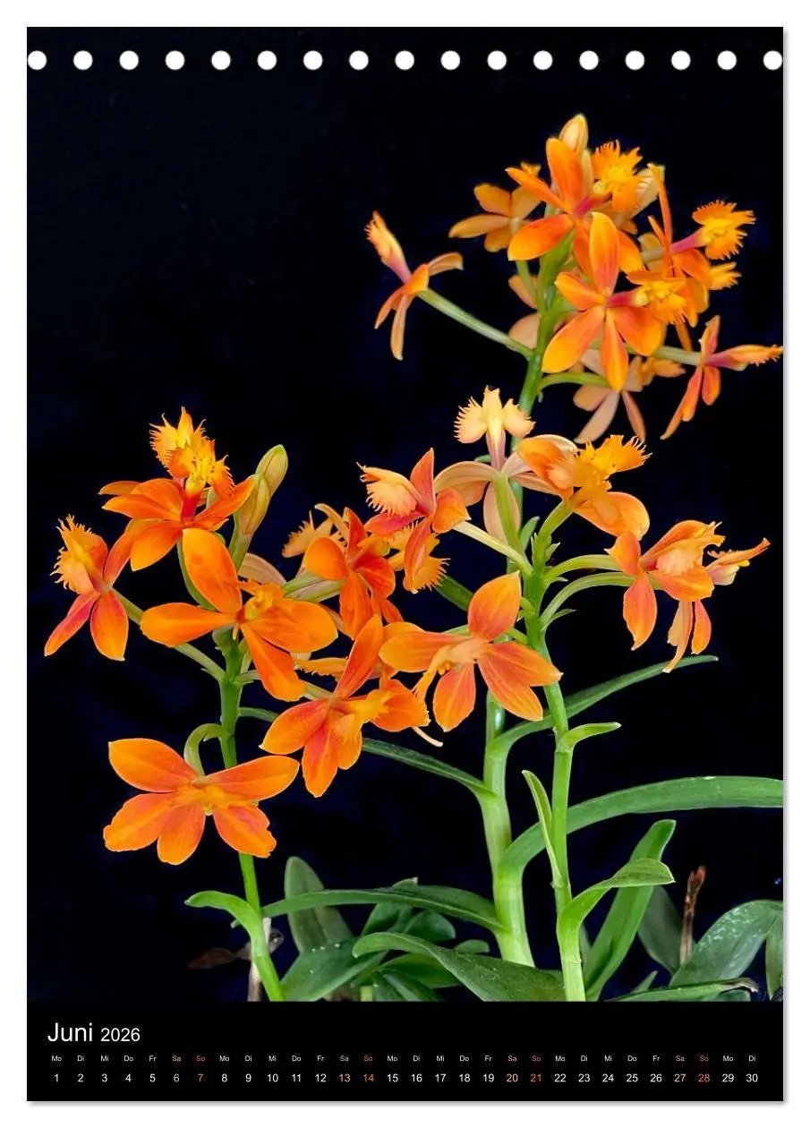 Bild: 9783516327205 | Orchideen - Exoten im Wohnzimmer (Tischkalender 2026 DIN A5 hoch),...