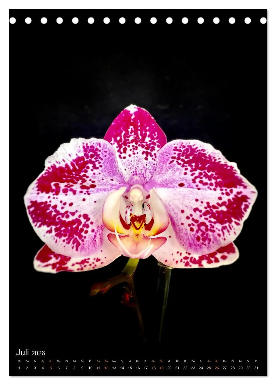 Bild: 9783516327205 | Orchideen - Exoten im Wohnzimmer (Tischkalender 2026 DIN A5 hoch),...