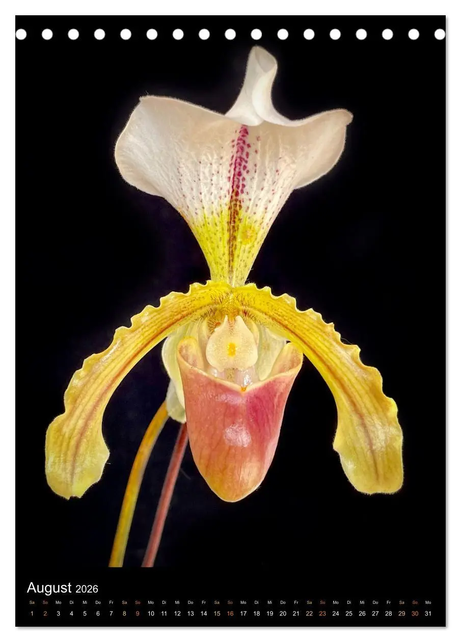 Bild: 9783516327205 | Orchideen - Exoten im Wohnzimmer (Tischkalender 2026 DIN A5 hoch),...