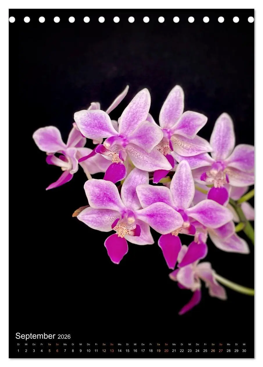 Bild: 9783516327205 | Orchideen - Exoten im Wohnzimmer (Tischkalender 2026 DIN A5 hoch),...
