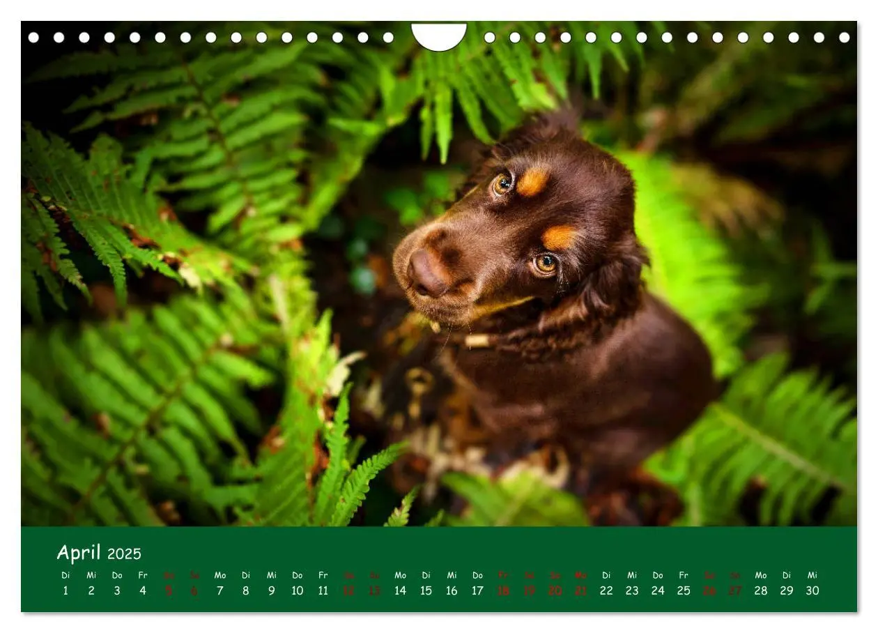 Bild: 9783435137305 | Elvis ein Engl. Cocker Spaniel wird Groß (Wandkalender 2025 DIN A4...