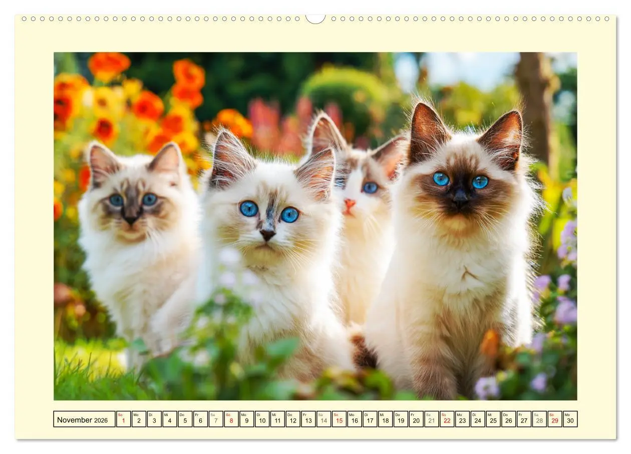 Bild: 9783516097405 | Liebliche Ragdolls. Katzen-Schönheiten in ihrer grünen Oase...